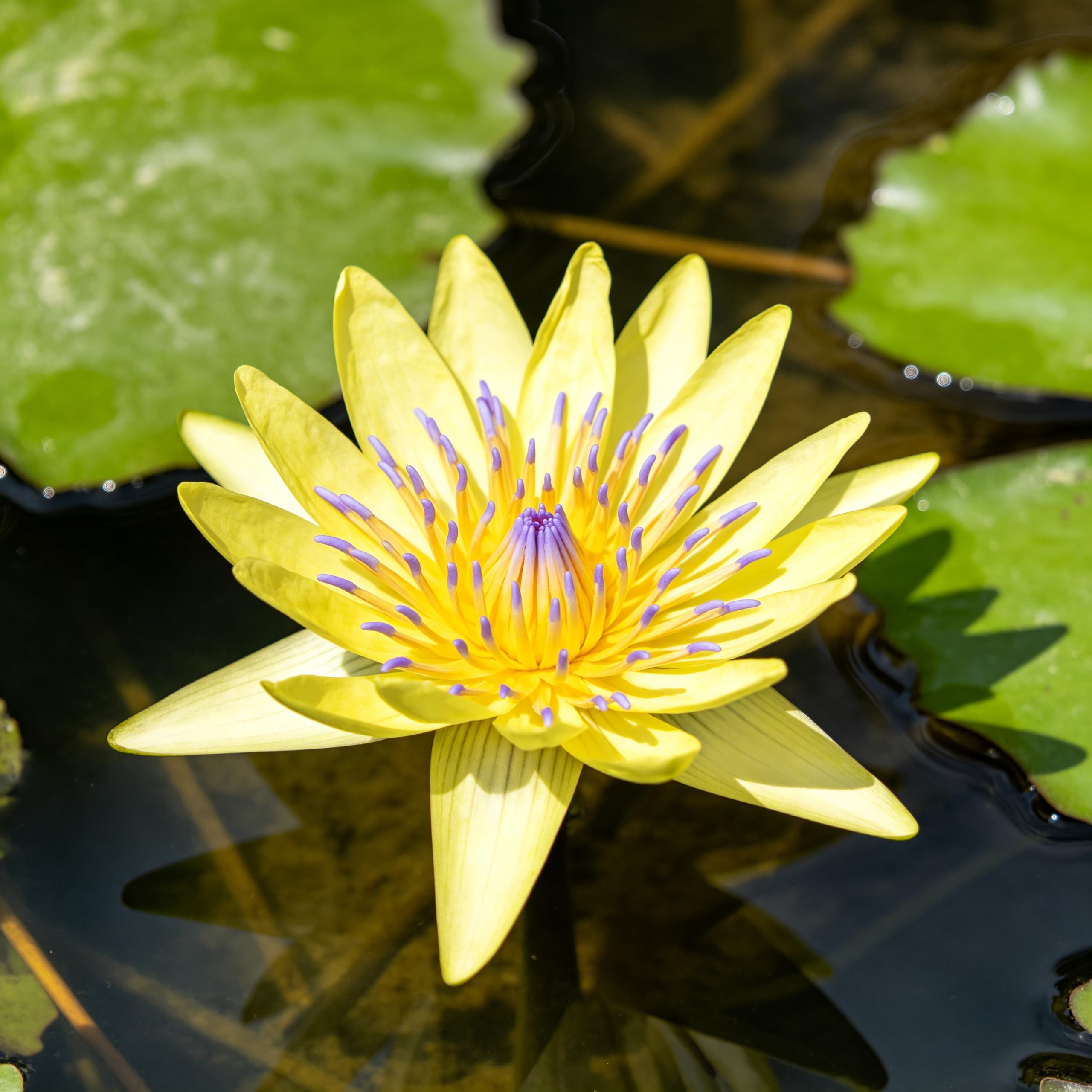 Perennial Water Lilies (for Cultivation) – Ideal for Ponds and Aquariums; Low Maintenance, high Germination Rate, and Easy to Grow.-10pcs-D