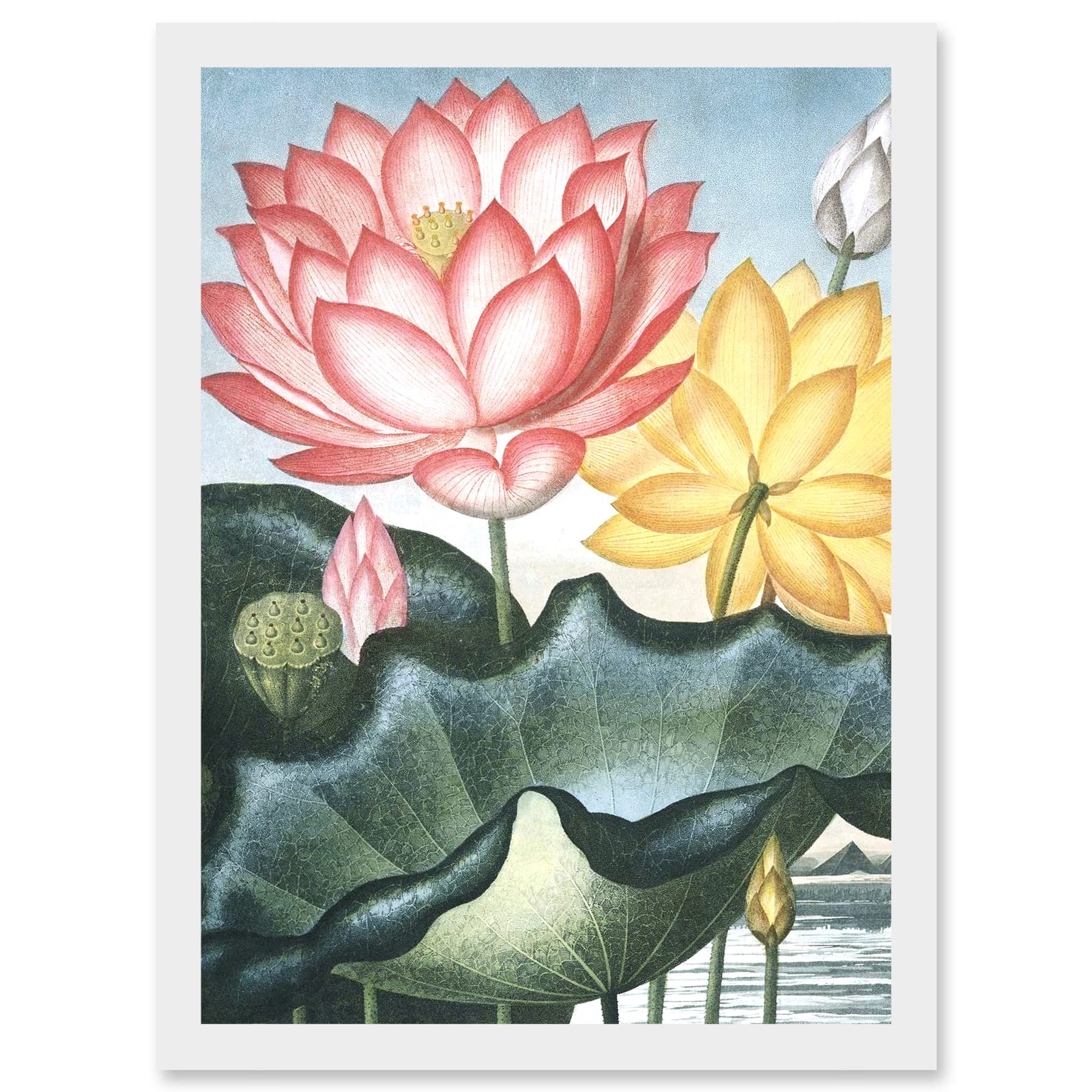 Wee Blue Coo Flowers Lotus Sacred Egyptian Bean Artwork Framed Wall Art Print A4