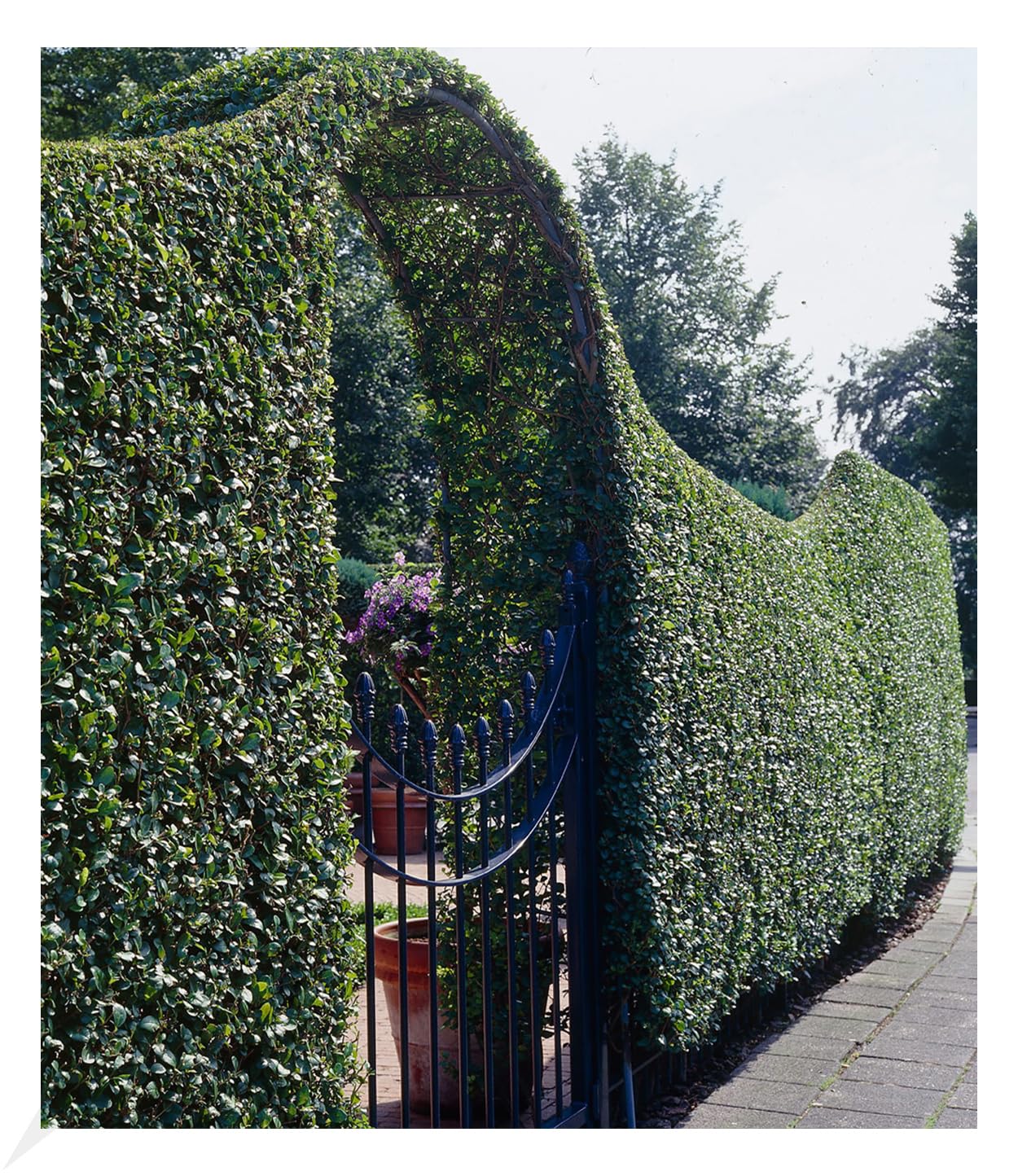 BALDUR Garten 20x Schwarzgrner Liguster 'Atrovirens', Pflanzen wurzelnackt,  Ligustrum vulgare Atrovirens, Heckenpflanze, winterhart, im milden Wintern  wintergrn, trockenresistent, blhend : Amazon.de: Garten