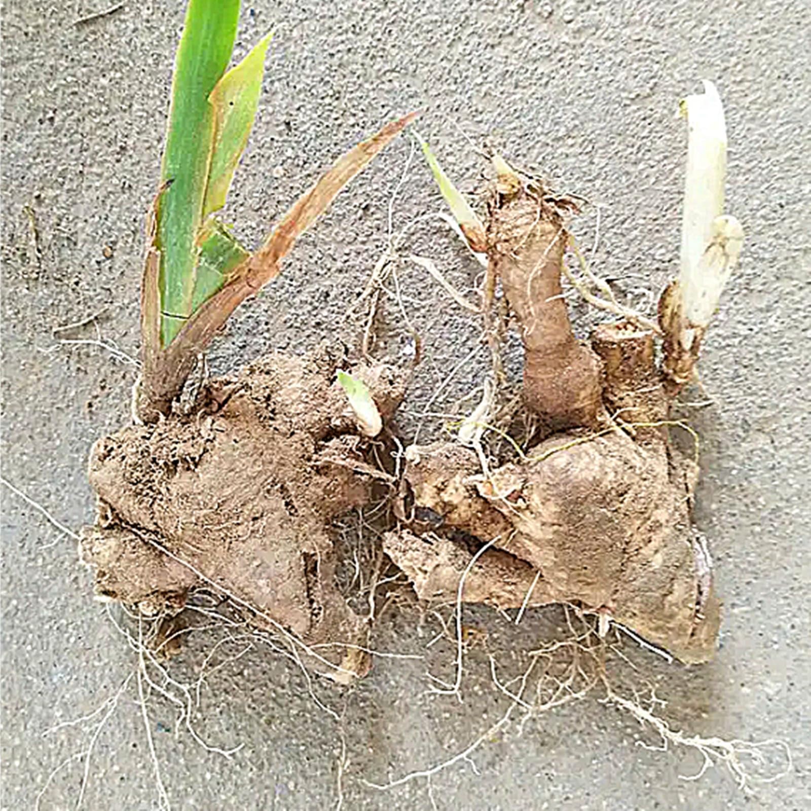 Abbondante Iris, Perenne, Resistente - Giardini e Balconi, Adatto per uso interno ed esterno-15bulbi-G