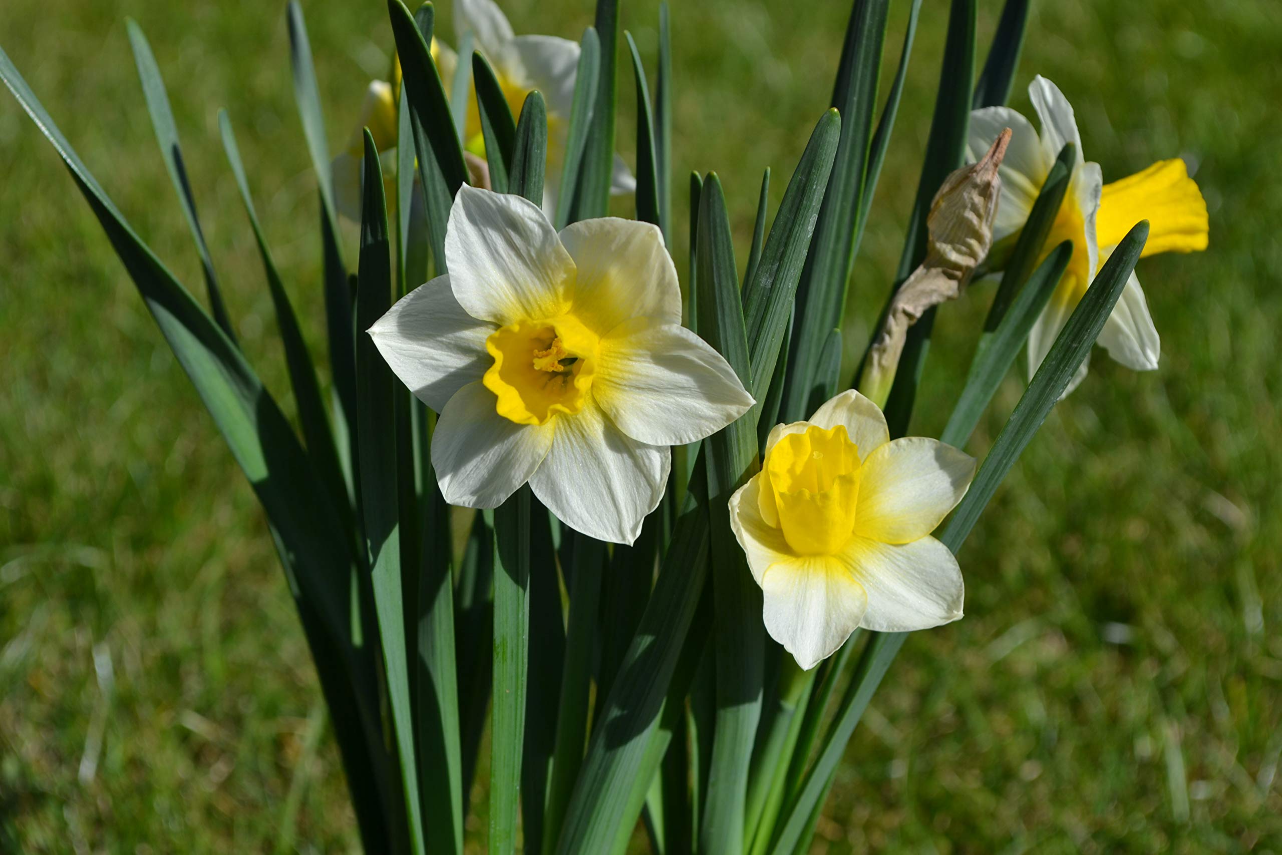 Blumenzwiebeln Narzissenzwiebeln Jonquilla Narzissen Golden Echo (50 Zwiebeln)