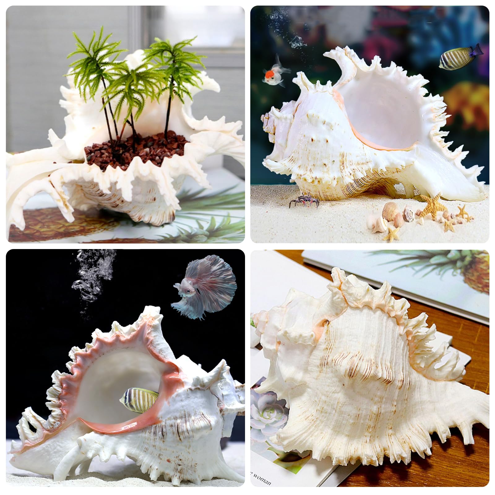 Natürliche Muscheln,18-20cm Große Natürliche Muschelschalen,Riesige Ocean Muschel,Große Muscheln Zum Basteln Für DIY Handwerk Dekor,Strand-Mottopartys,Hochzeitsdekor