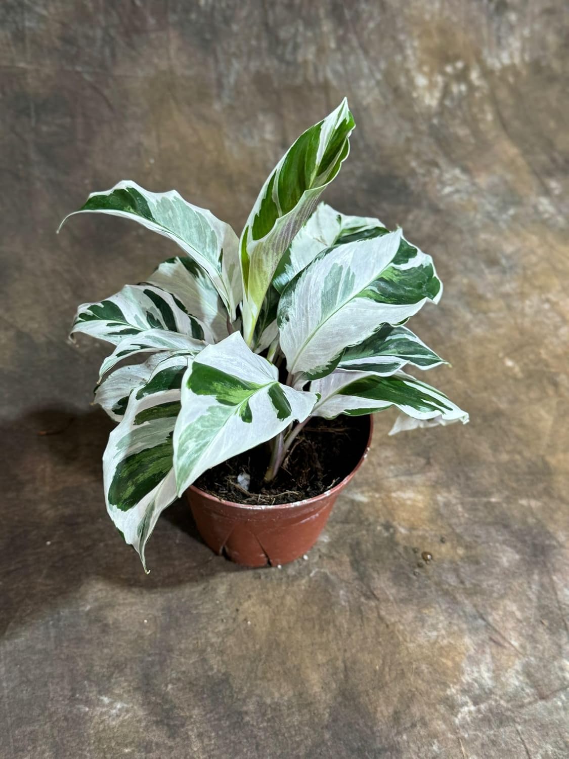 PLANTVERS Live Calathea Plant – Low-Maintenance Indoor Houseplant | Low-Light & Easy-Care Pet-Friendly Plant | Air-Purifying Tropical Houseplant (Calathea White Fusion, 4" Nursery Pot)