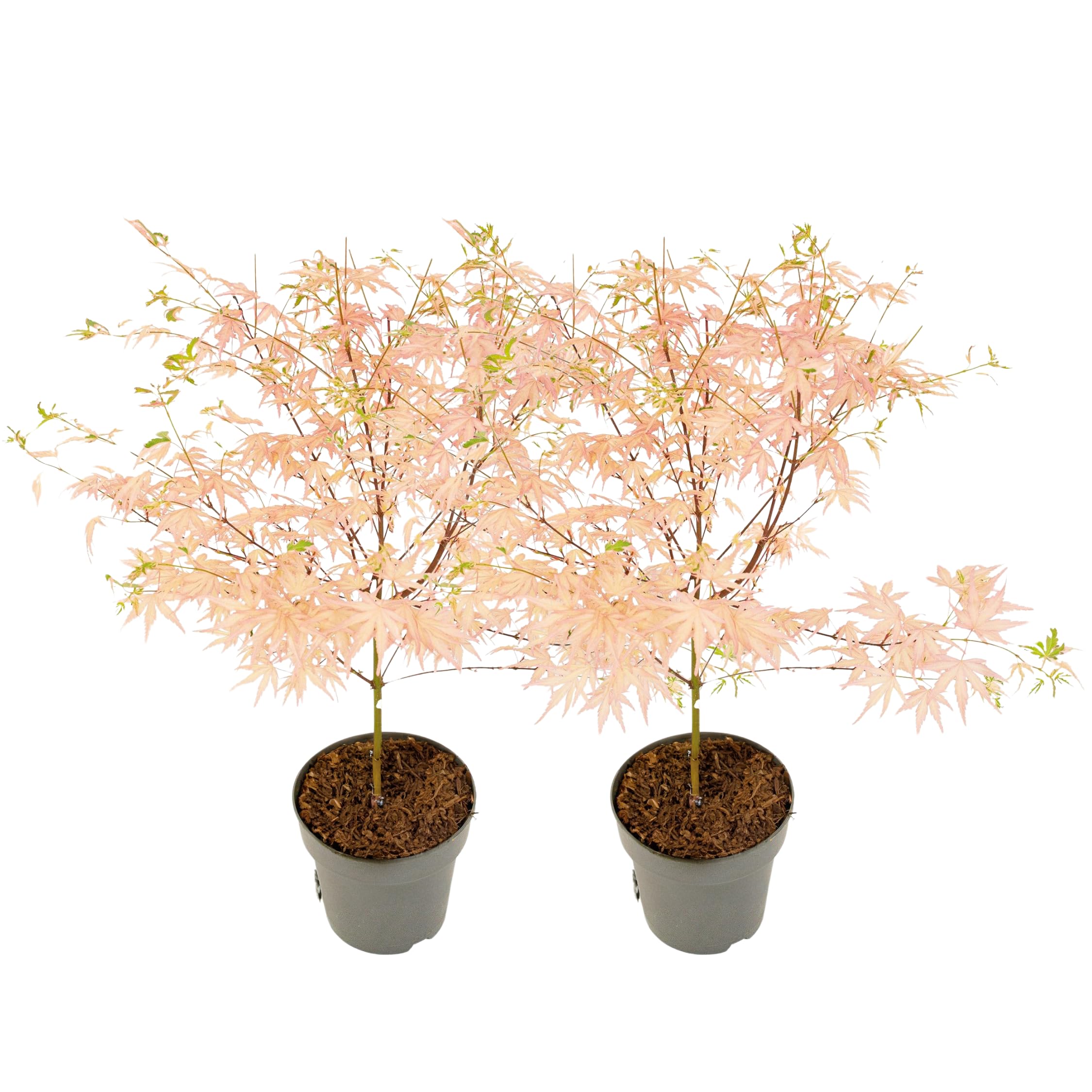 Plant in a Box - Érables du Japon - Set de 2 - Acer palmatum 'Taylor' - Hauteur 35-55cm - Pot 15cm - Plante d’extérieur - Vert - Rose