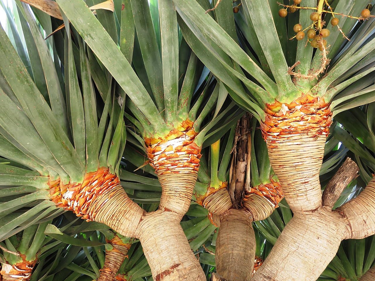 6 Semillas de Drago de Canarias (Dracaena draco), Árbol Milenario