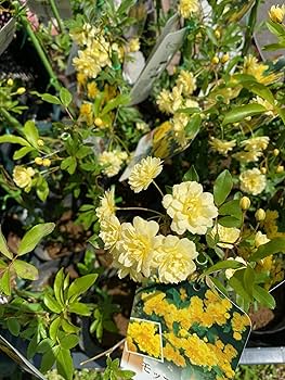 モッコウバラ　　抜き苗です　選べるおまけ付き モッコウバラ 抜き苗です 選べるおまけ付き