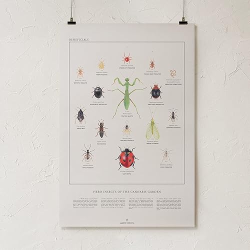 Miniatura 2 de Goldleaf Insectos benéficos Heros of The Cannabis Garden - Póster de ilustración de insectos beneficiosos, ilustración científica de errores
