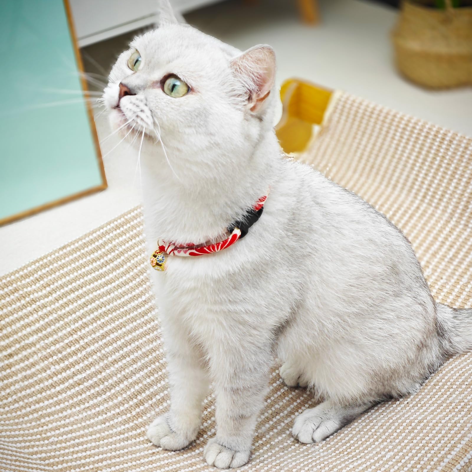Go to store page for "Mum Collars". - image 5