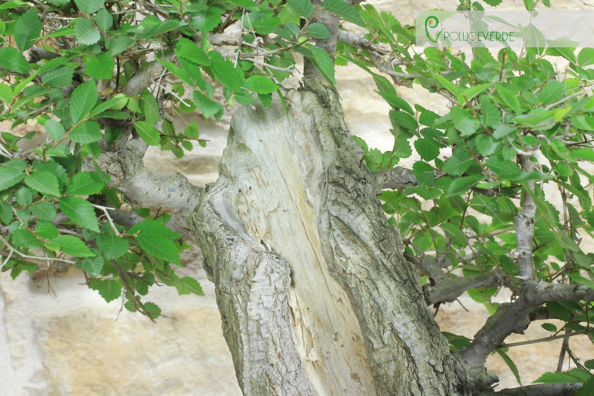 Bonsai di Olmo Campestre (54)