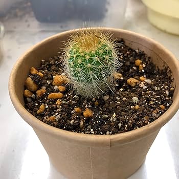 Amazon.co.jp: フォレスト(Forest) サボテン 栽培キット: DIY・工具