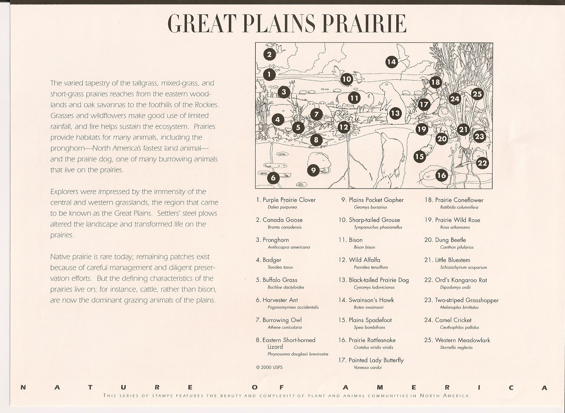 Amazon.com: Great Plains Prairie (Nature of America), Full Sheet