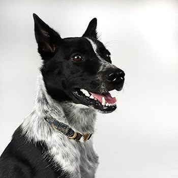 Amazon.co.jp: スヌープ・ドギー・ドッグス デラックスペット