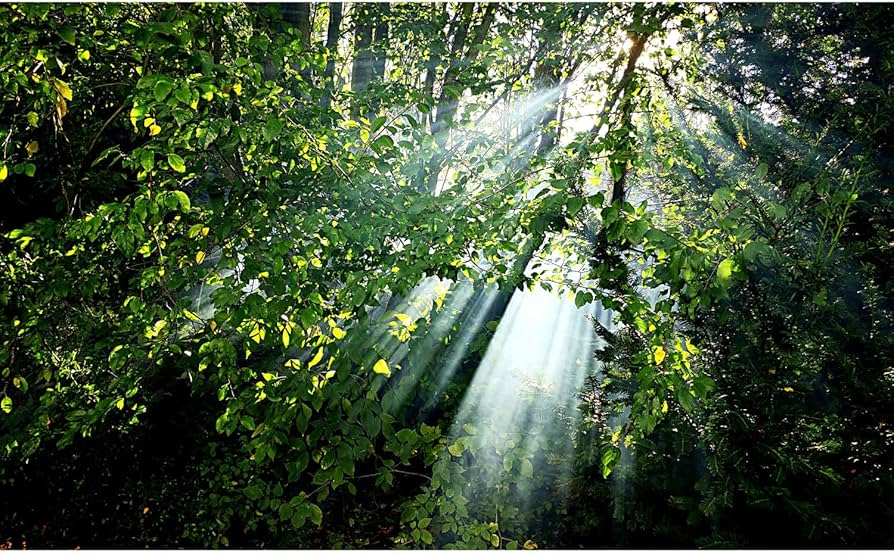 Amazon.co.jp: 緑の自然の新鮮な森の風景ジグソーパズル500 1000-6000