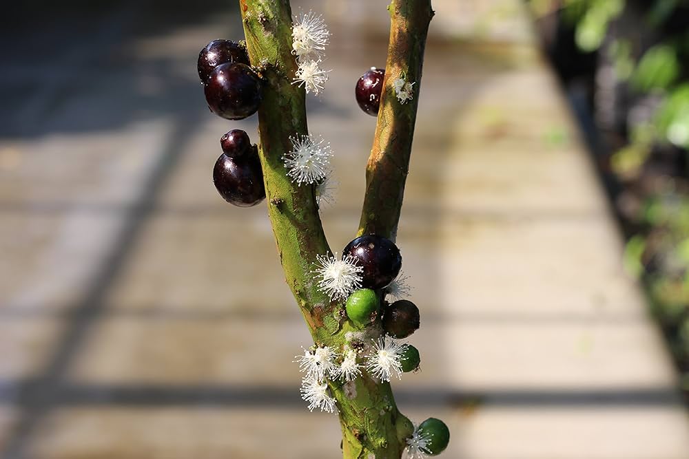 81yebrzkzML._AC_UF1000,