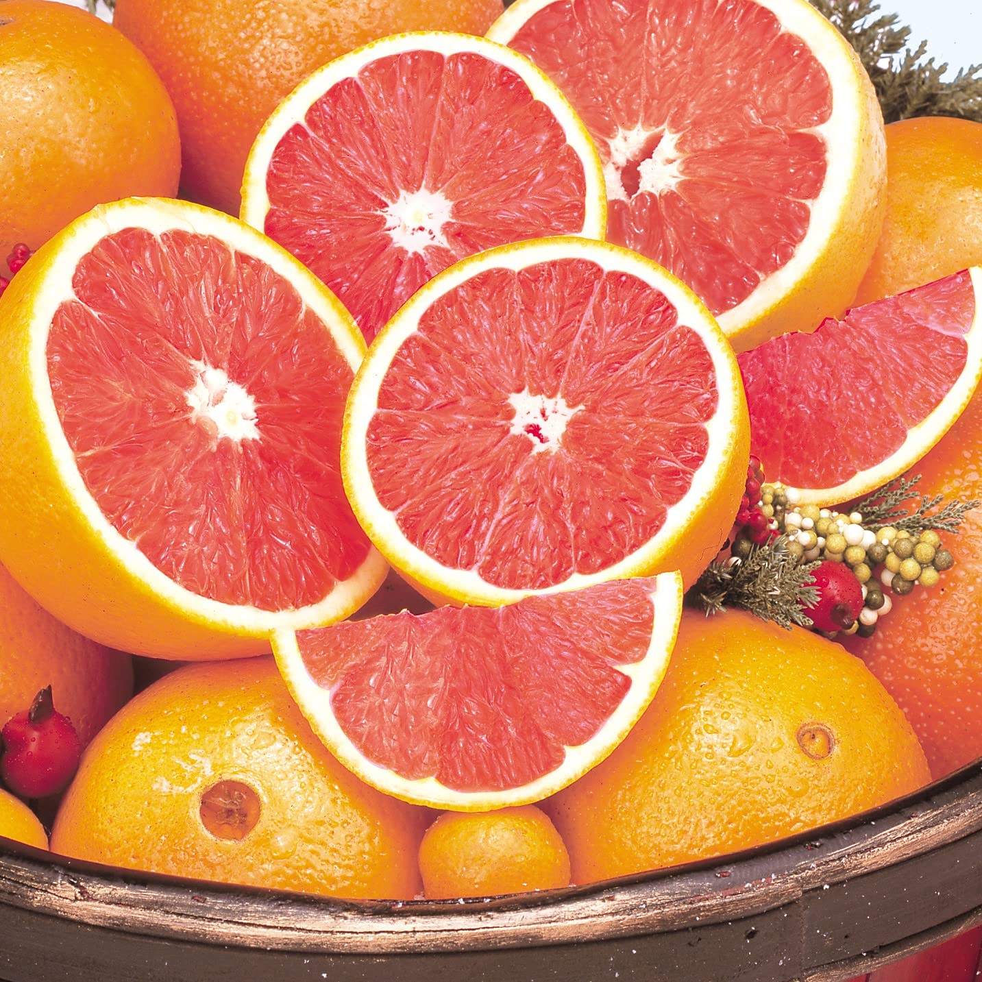 Buy Red Navel Orange Tree 3Ft to 4 Ft Tall in 1 Gallon Pot Citrus