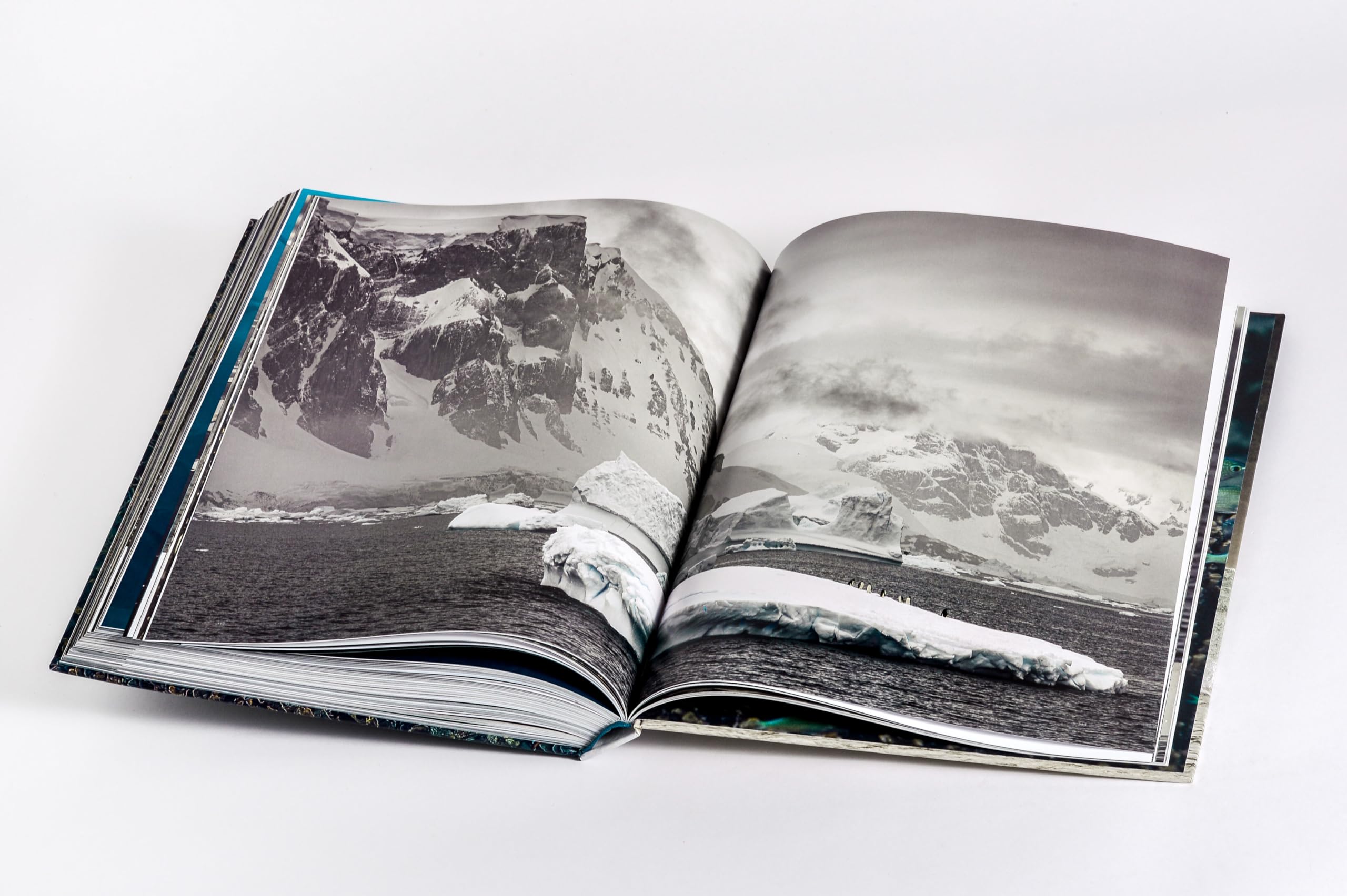 Wilder Ozean: Eine Reise in die ungezähmte Natur der Weltmeere. Opulenter Coffee-Table-Band mit über 200 faszinierenden Fotografien