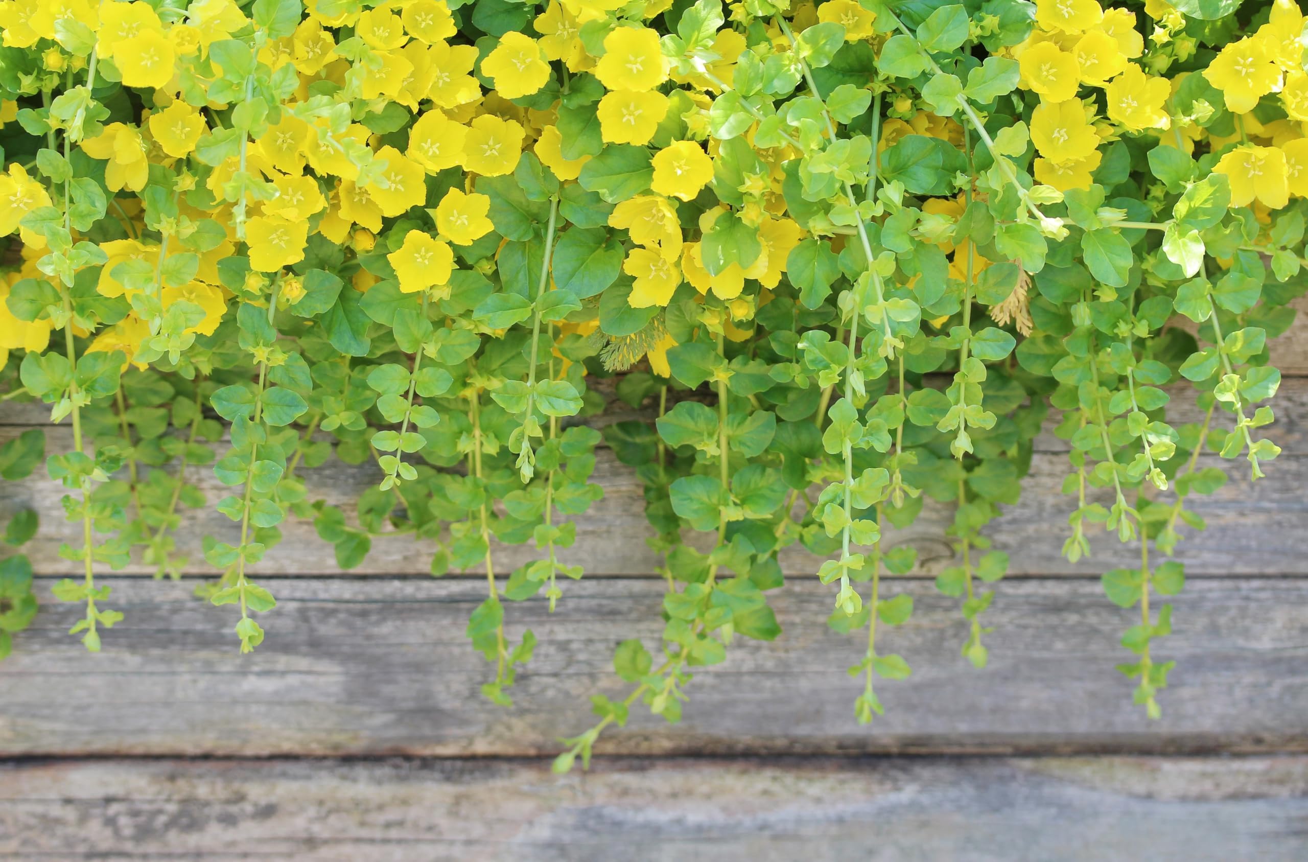 Stauden Gänge 10 x Lysimachia nummularia Pfennigkraut winterhart