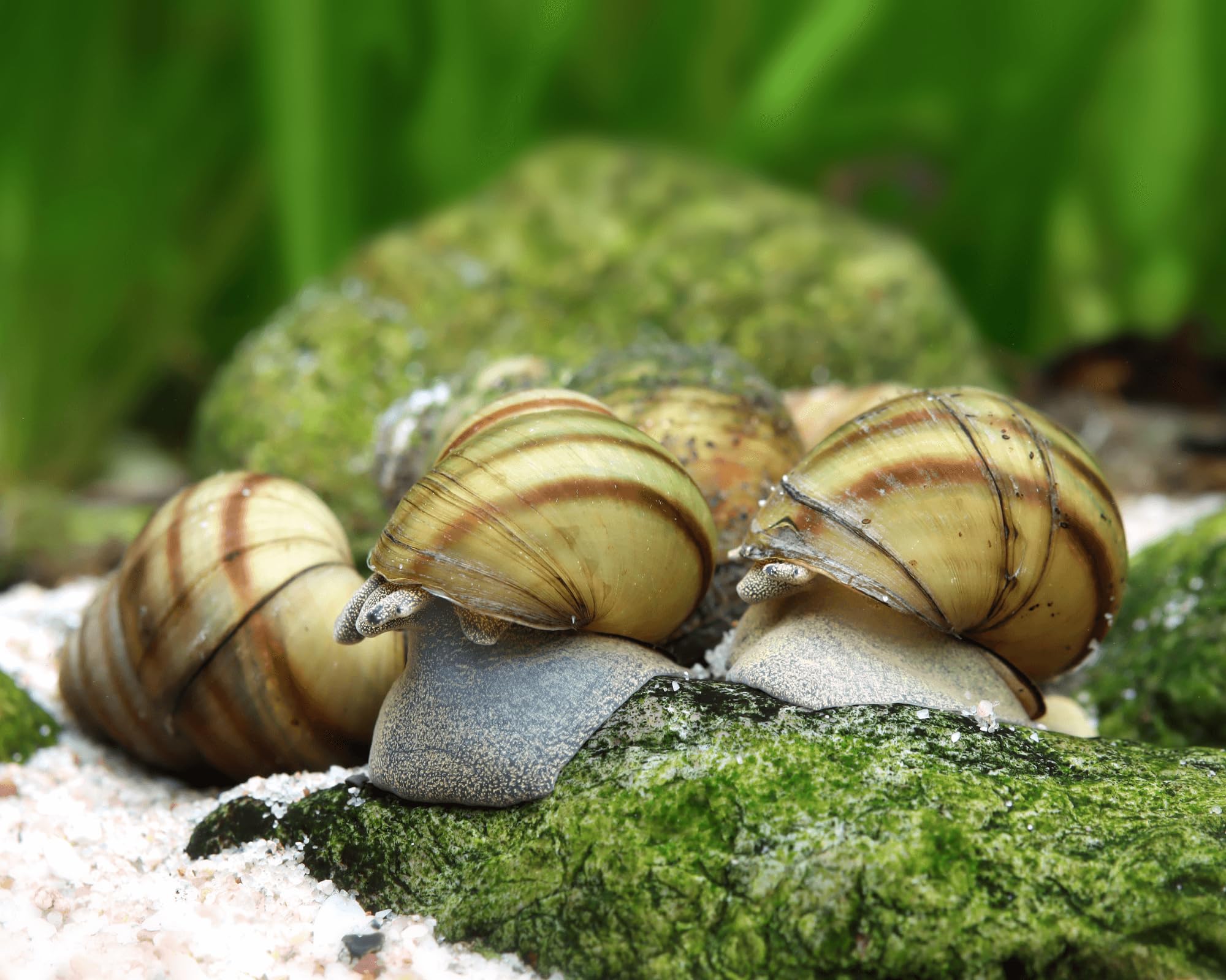 Estanque kreidezeit Tapa Caracol, 10 St.. + 1 NH toxex – Balón de fútbol (hilos) algas y hojas fresser/gesundheitspoilzei en el jardín estanque.
