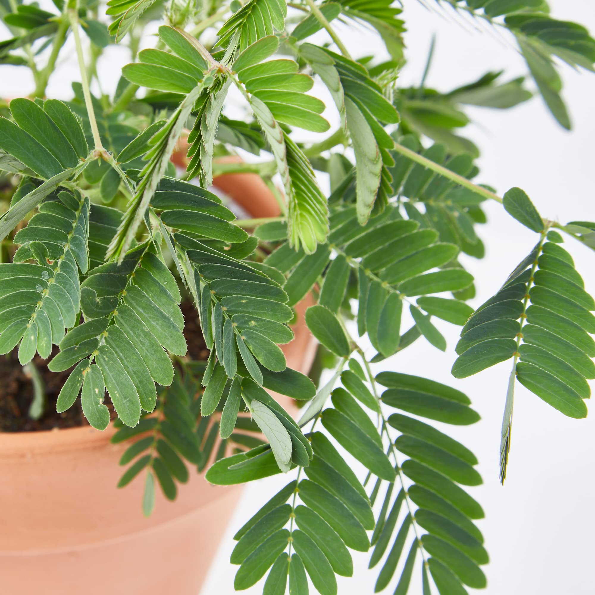 Verdecora Mimosa Sensitiva | Mimosa púdica | Planta natural en
