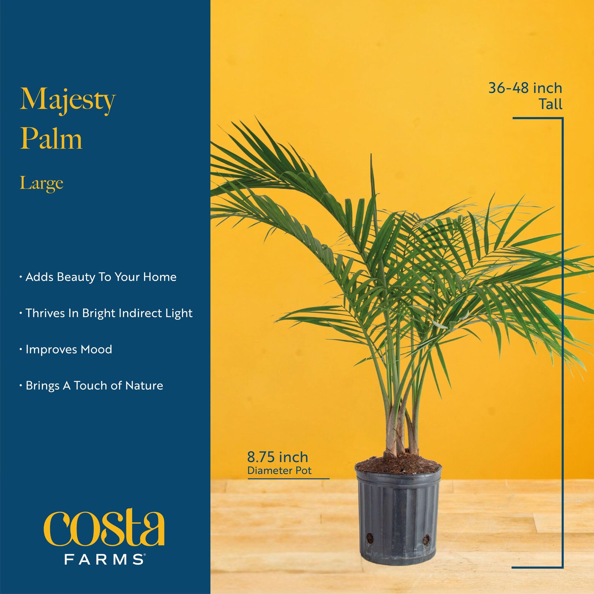 Amazon.com: Costa Farms Majesty Palm Live Indoor Tree Plant in Decorative  Pot, 3-4 Feet Tall Large Houseplant, Natural Air Purifier Floor Plants for  Home Room Decor, Low Maintenance Office Greenery, Pet Friendly :