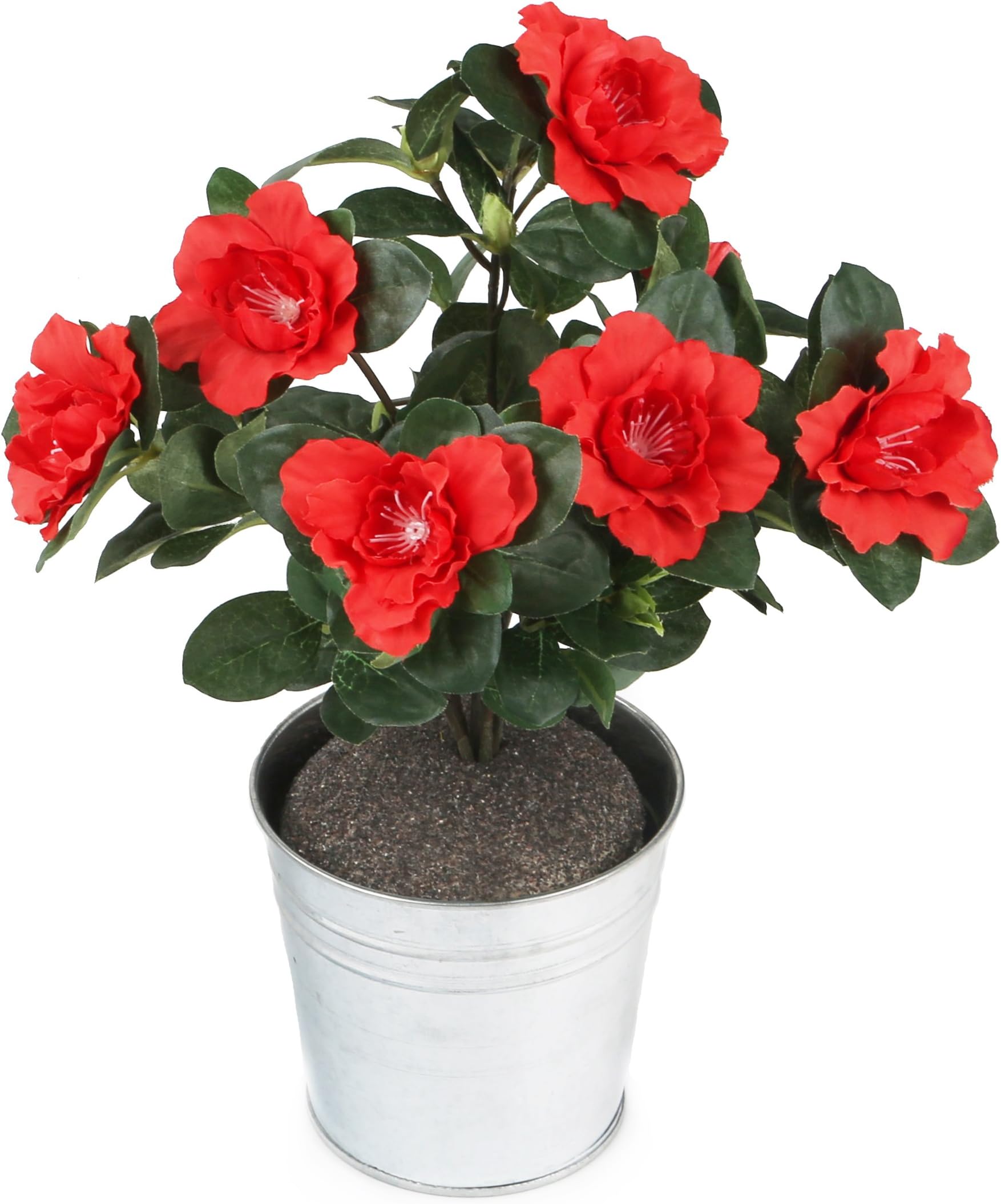 Azaleas