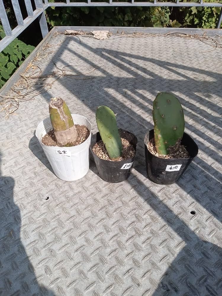 Amazon.co.jp: 団扇サボテン（ウチワサボテン）多肉植物opuntia