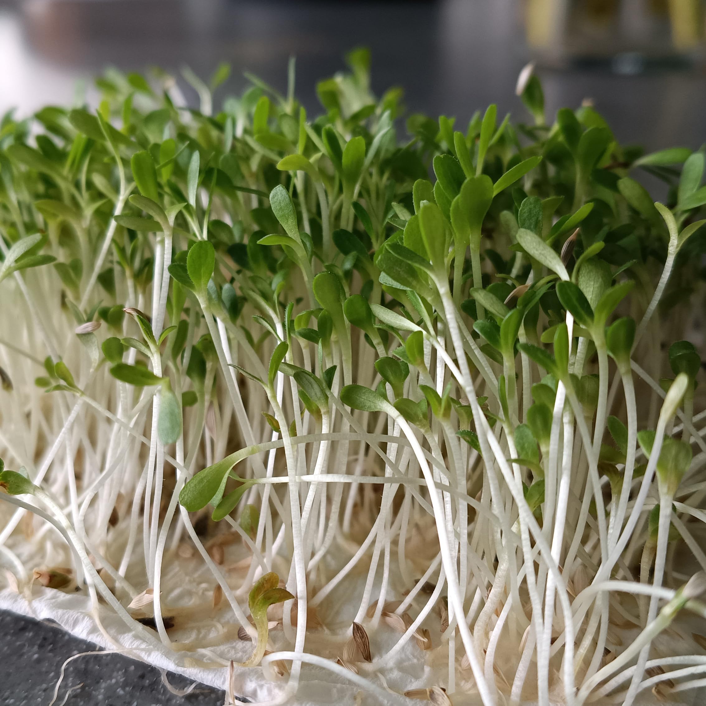 Organic Microgreens Sprouting Seed Mixed French Lettuce Seeds - Just 8 Days to Grow - 950 Seeds