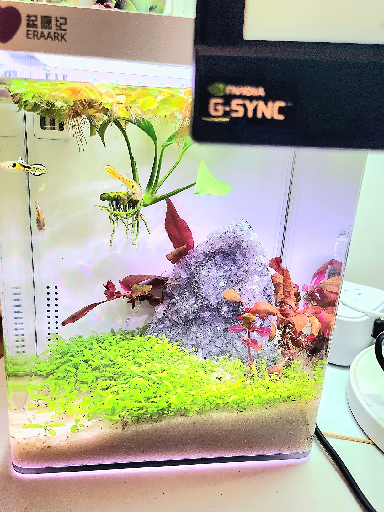 8/mo Finance ERAARK Smart Aquarium kit 1.5 Gallon Betta Fish Tank