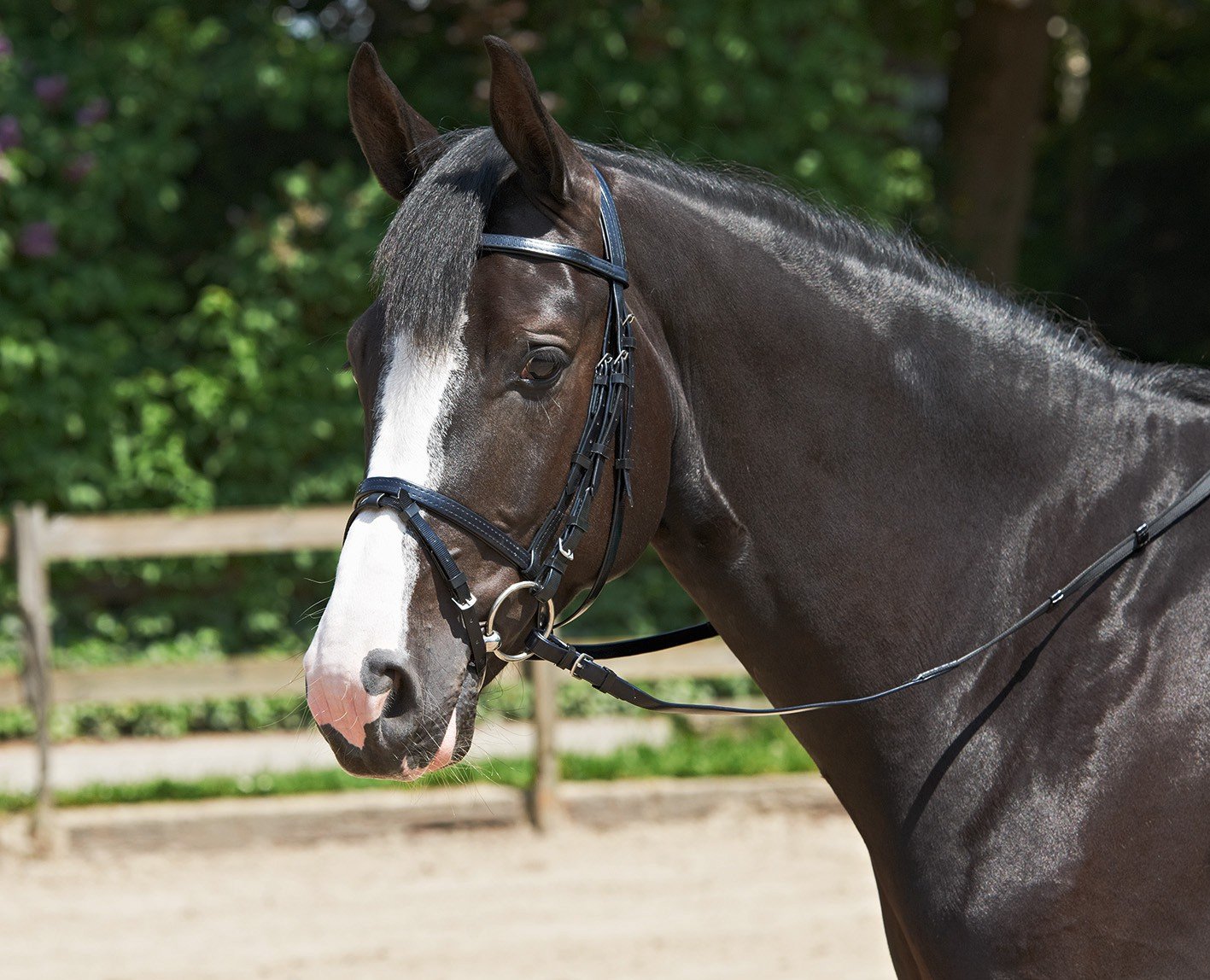 Trense EASY Pony HOCHWERTIGER KUNSTSTOFF mit Polyestereinlage ENGLISCH-KOMBINIERT