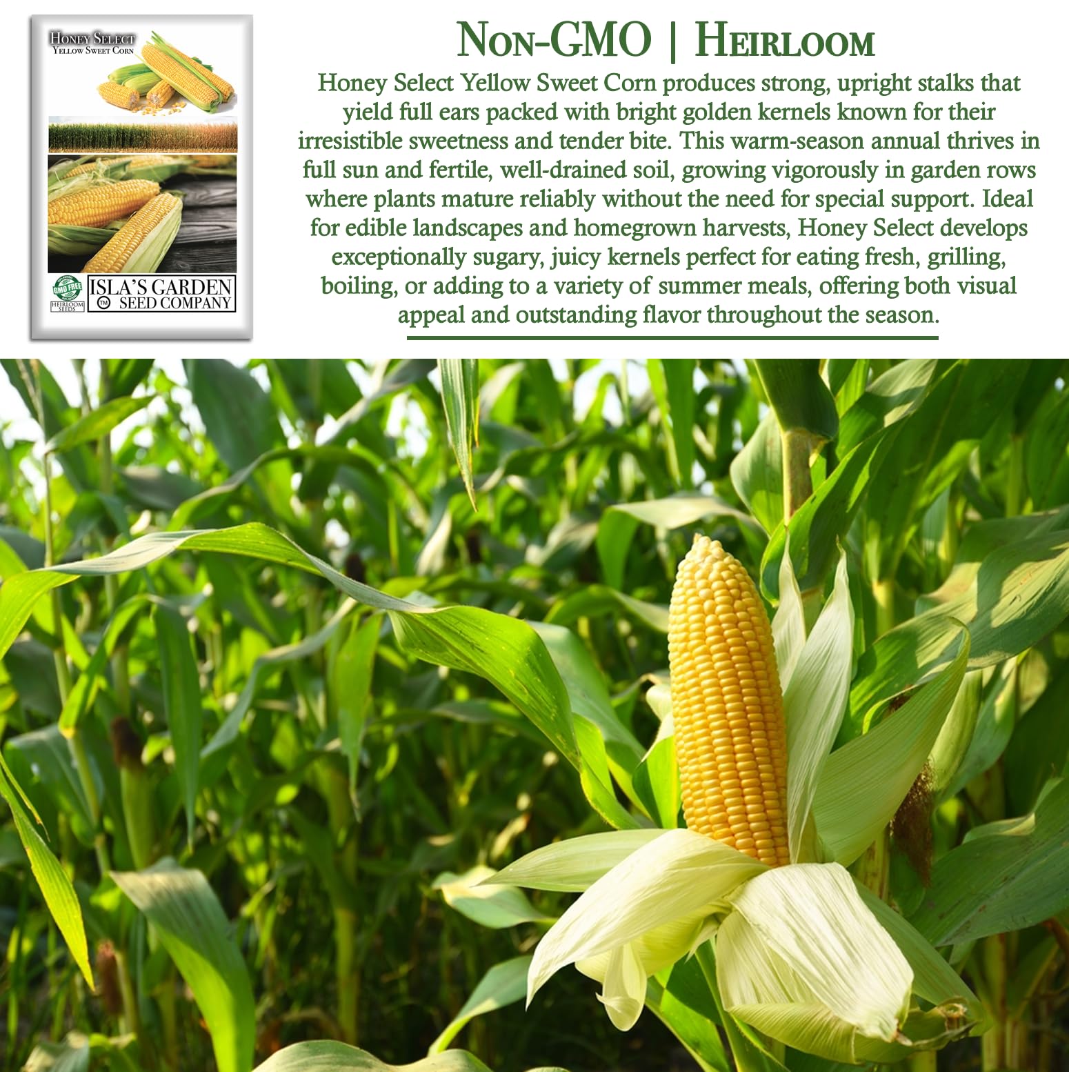 Amazon.com : Honey Select Yellow Sweet Corn Seeds (Zea mays) – 50+