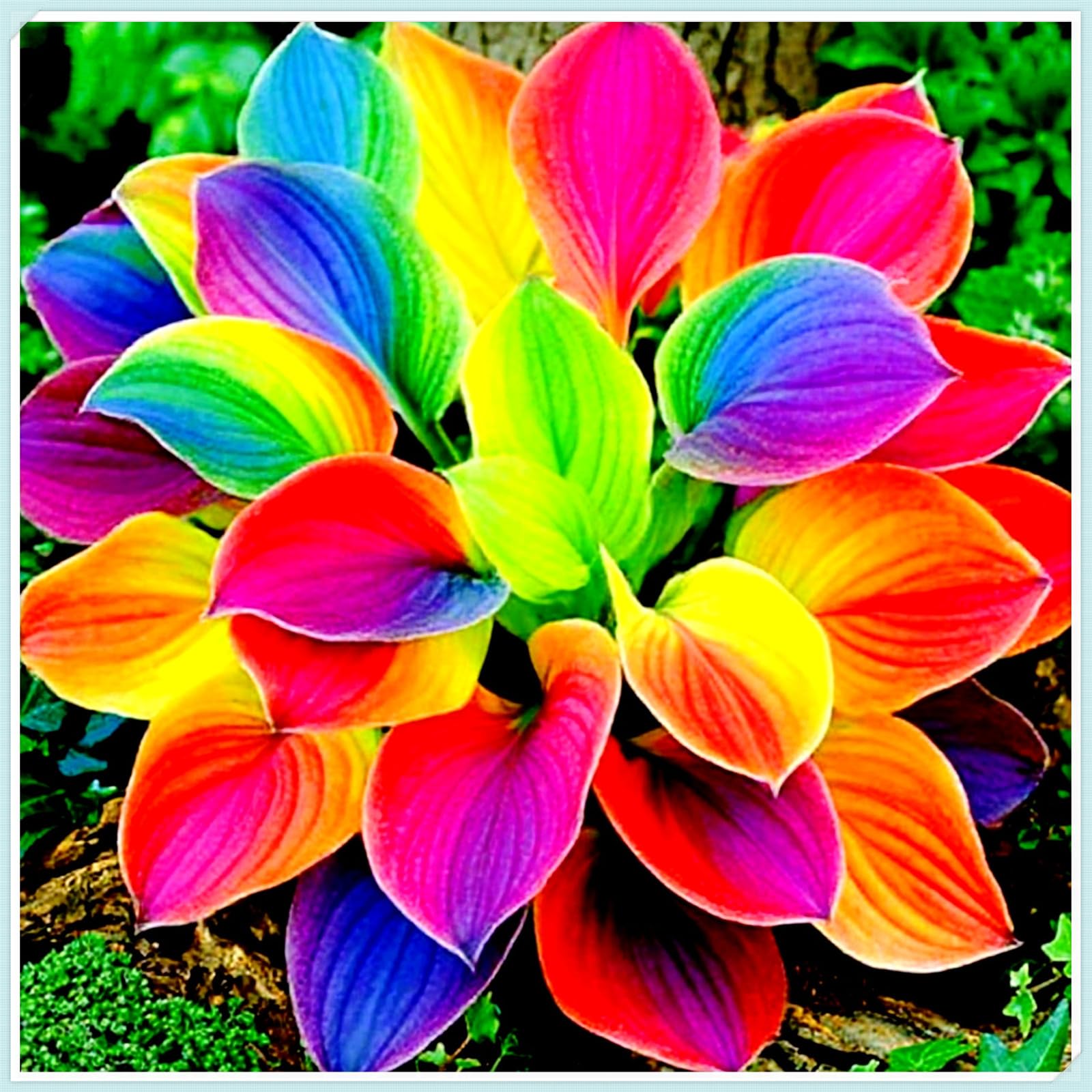 Rizoma Hosta/Hosta-Per Ogni Spazio/Tubero resistente/Decorazione per Casa e Giardino-15 Rhizome-C