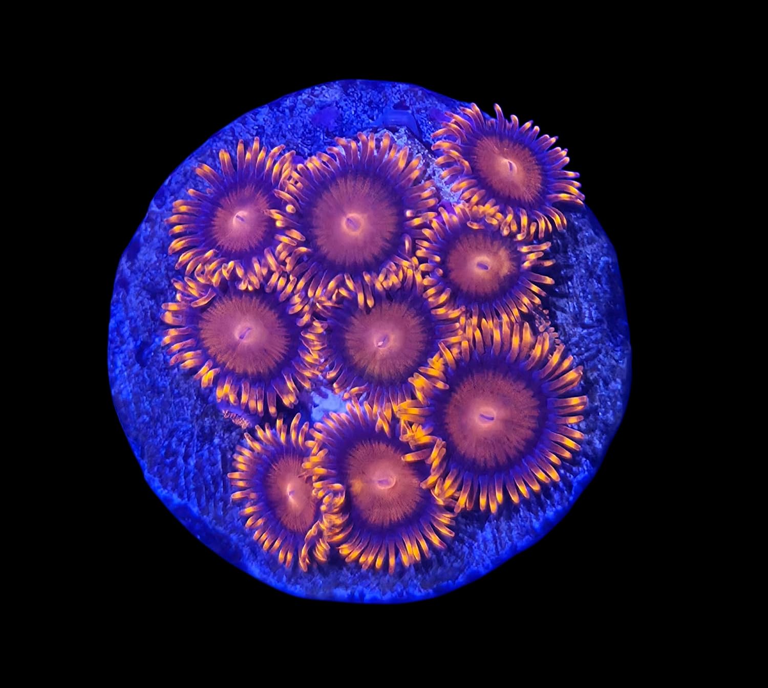 Tofu's Tanks Live Bam Bam Coral Frag - Aquacultured Frag - 2-4+ Heads on a Small Coral frag Plug - 100% Live Arrival Guarantee