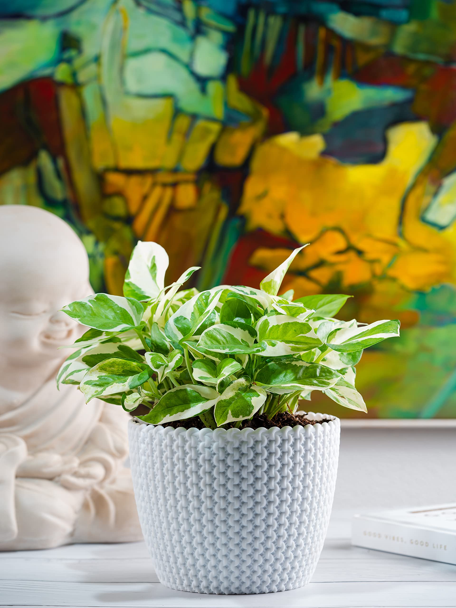 Nurturing Green® Money Plant (Njoy) in White Plastic Pot (Size: Medium) | Indoor Plants With Pots For Home | Lucky Plants For Home Indoor (B097QGRHNY) Amazon Price History, Amazon Price Tracker