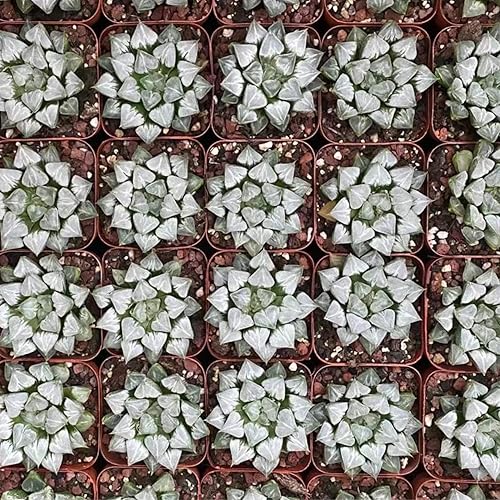 Miniatura 3 de Rare Haworthia 'Love'  Planta suculenta exótica  Planta de interior viva única y coleccionable  Fácil cuidado, tolerante a la sequía  Ideal para
