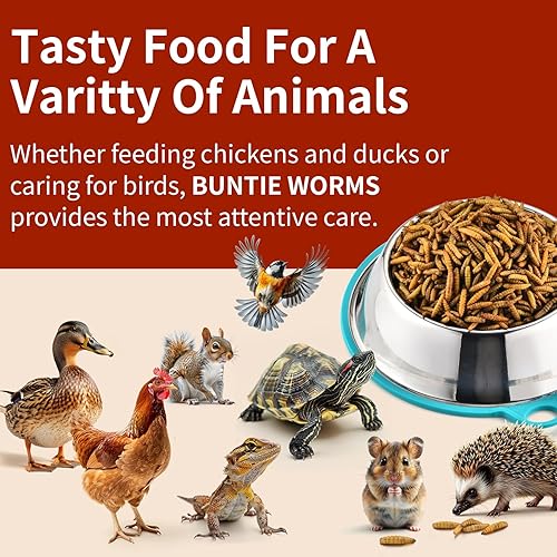 Dried Black Soldier Fly Larvae 10LB, 100% Natural Non-GMO, No Additives, Treat for Chickens, Reptiles and Birds, More Calcium Than Mealworms(5 Pound (Pack of 1))