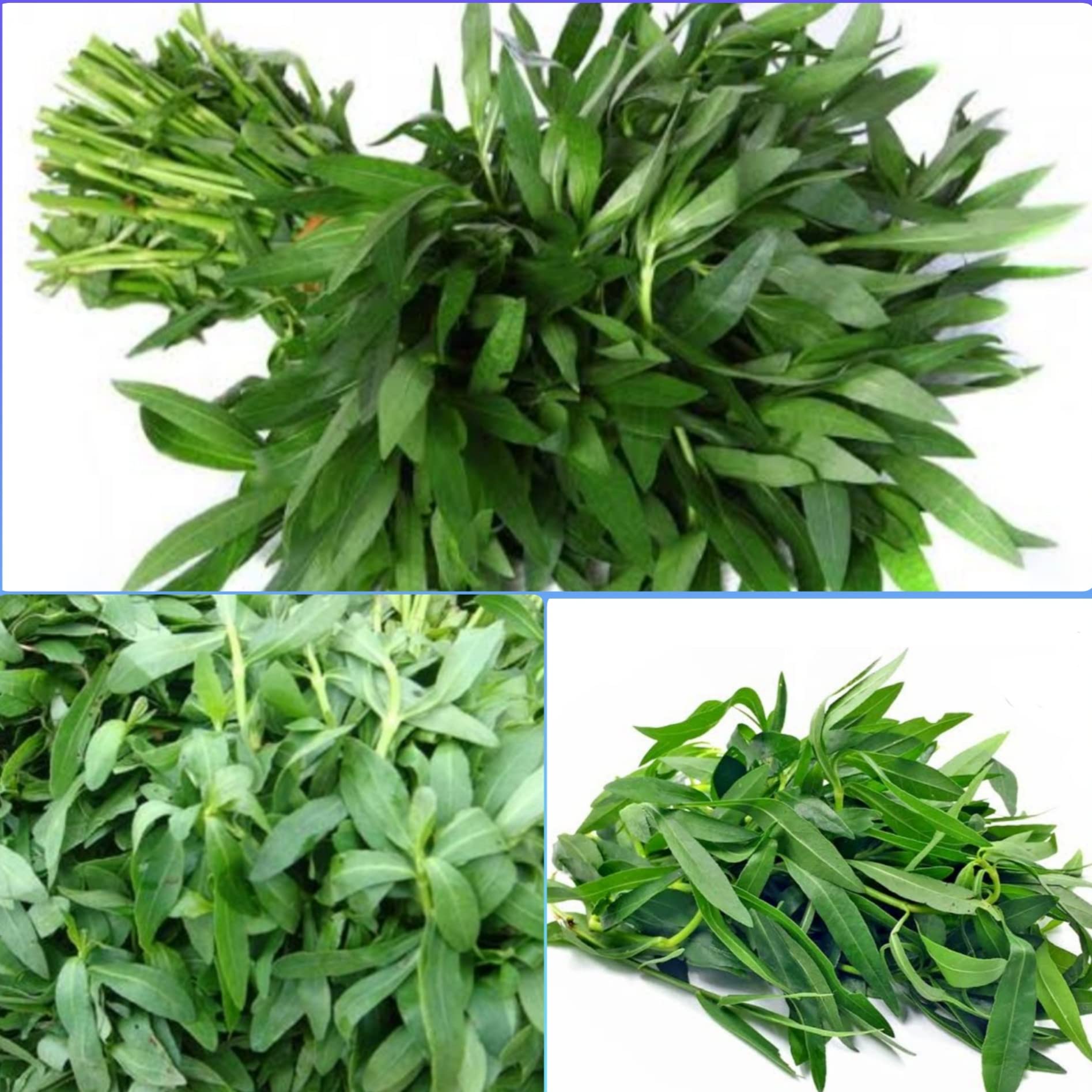 Ponnankanni keerai leaf fresh| Gudari Sag | Honagonne | Alternanthera Sessilis/ns tamizhi supermart 450g (B0B86H3RSQ) Amazon Price History, Amazon Price Tracker