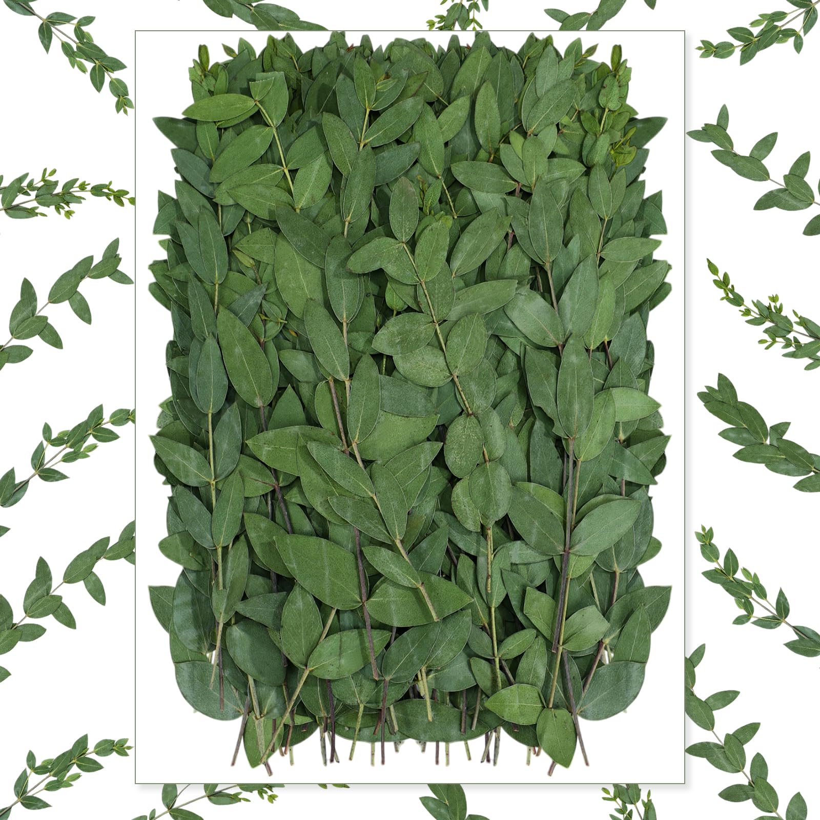 Wavwavw 100 Pcs Pressed Dried Eucalyptus Leaves 6 Inch 100% Natural Preserved Real Eucalyptus Stems Dried Greenery for DIY Crafts Resin Art