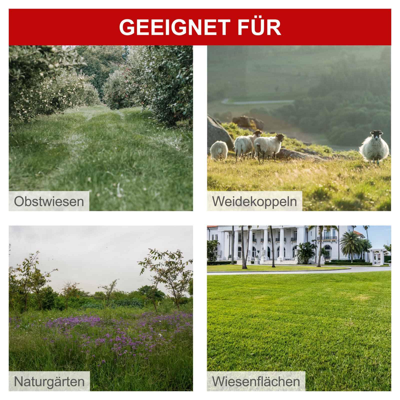 Scheppach HMP161-56 Benzin Wiesenmäher Hochgrasmäher 800 m2/h | 56 cm Schnittbreite | 4,1PS / 3kW | Höhenverstellung 40–95mm | Seilzugstarter | Motorsense Rasentrimmer Rasenmäher inkl. 10x Ersatzfäden