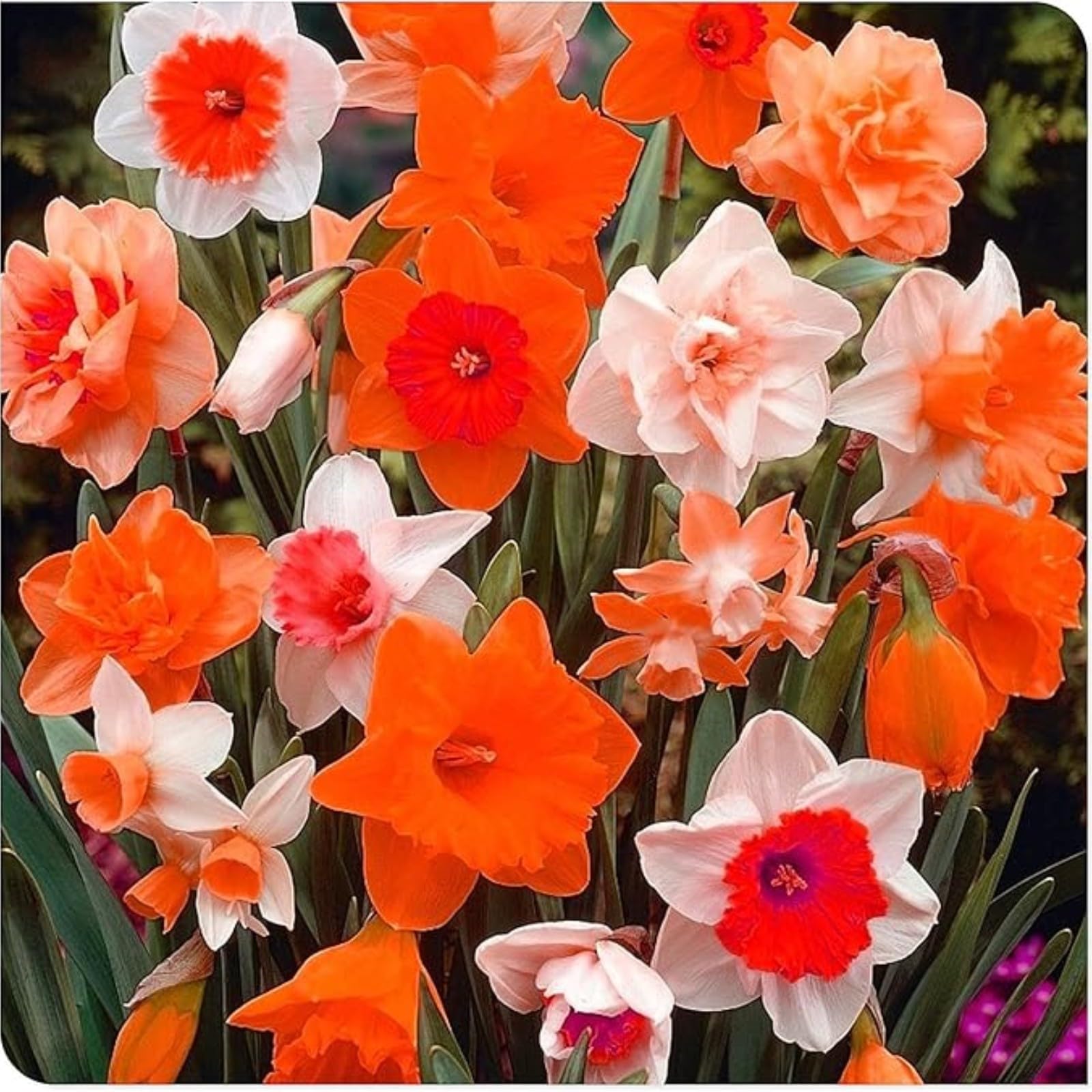 Gorgeous Daffodil Bulbs Mix/Home Decoration/Strong Plants That Grow Well/Fragrant,Narcissus for Planting Now UK Perennials,Greening Flower/Natural Organic/Landscape Design Plants.-10bulbs-C