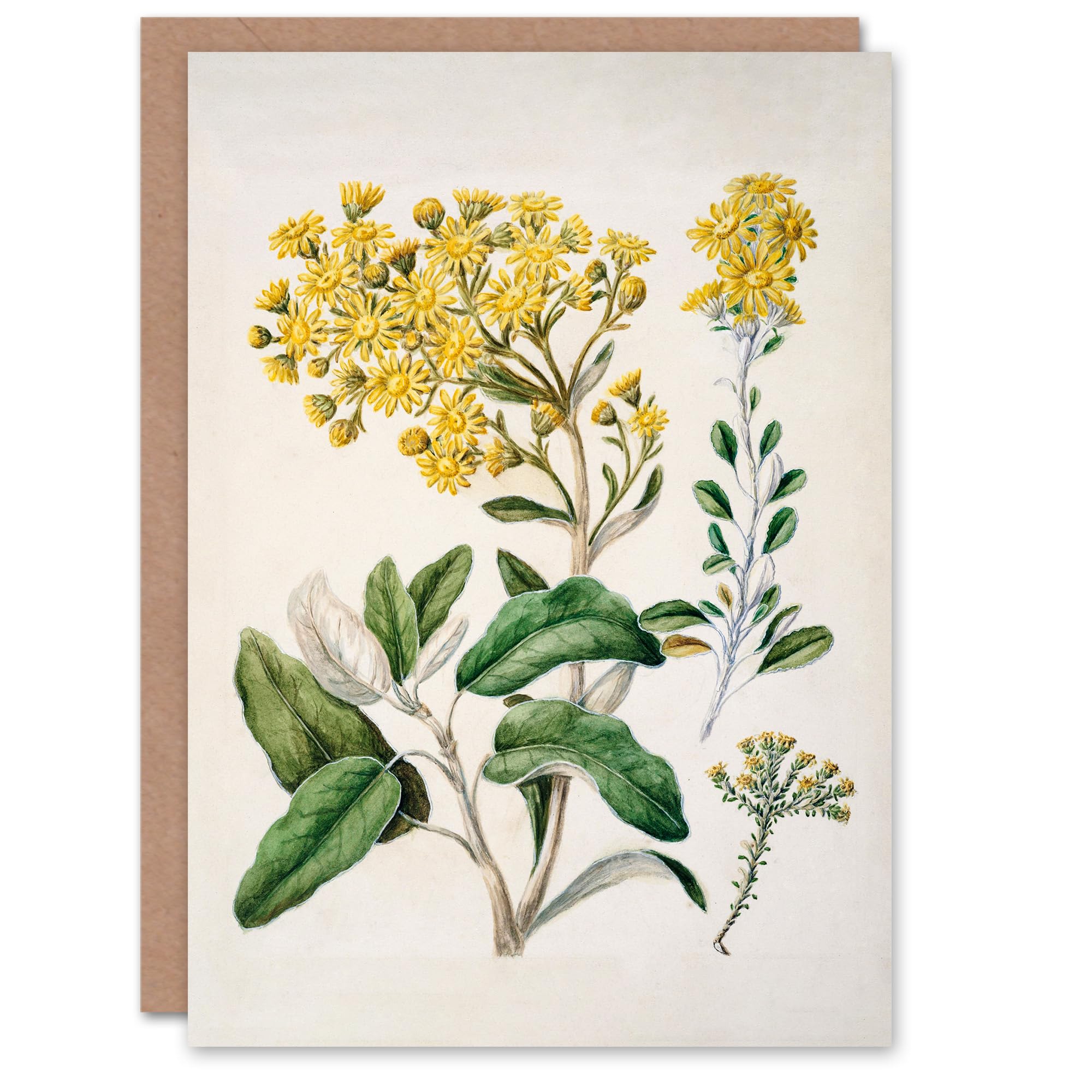 Artery8 Sarah Featon Art Card New Zealand Brachyglottis Daisy Flowers