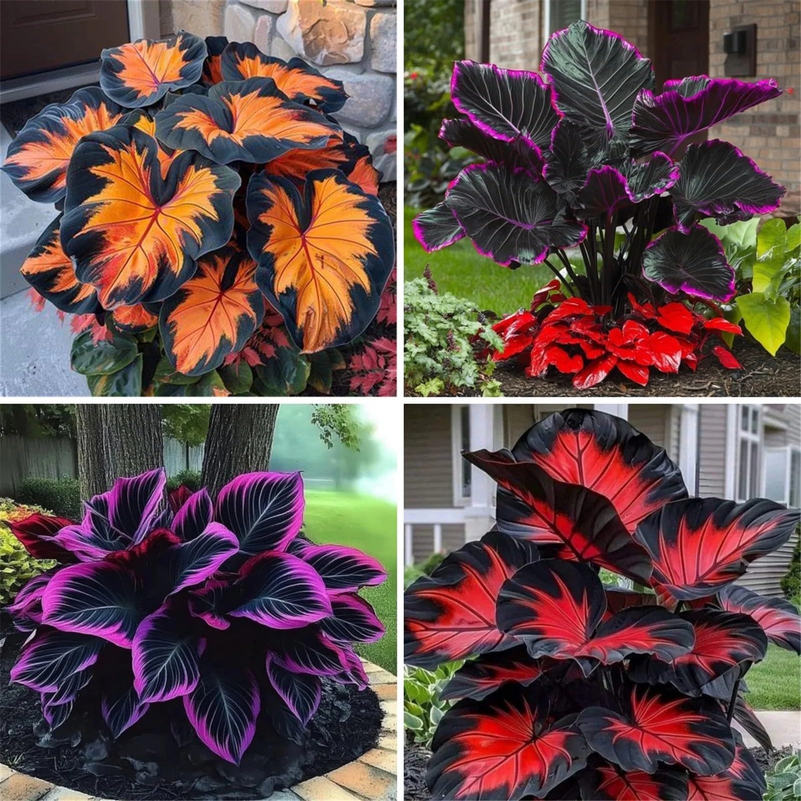 Decorazione,Resistente/Facile Da Mantenere Rari Hosta/Perfetto per chi è sempre indaffarato.-6Hosta pezzo-I