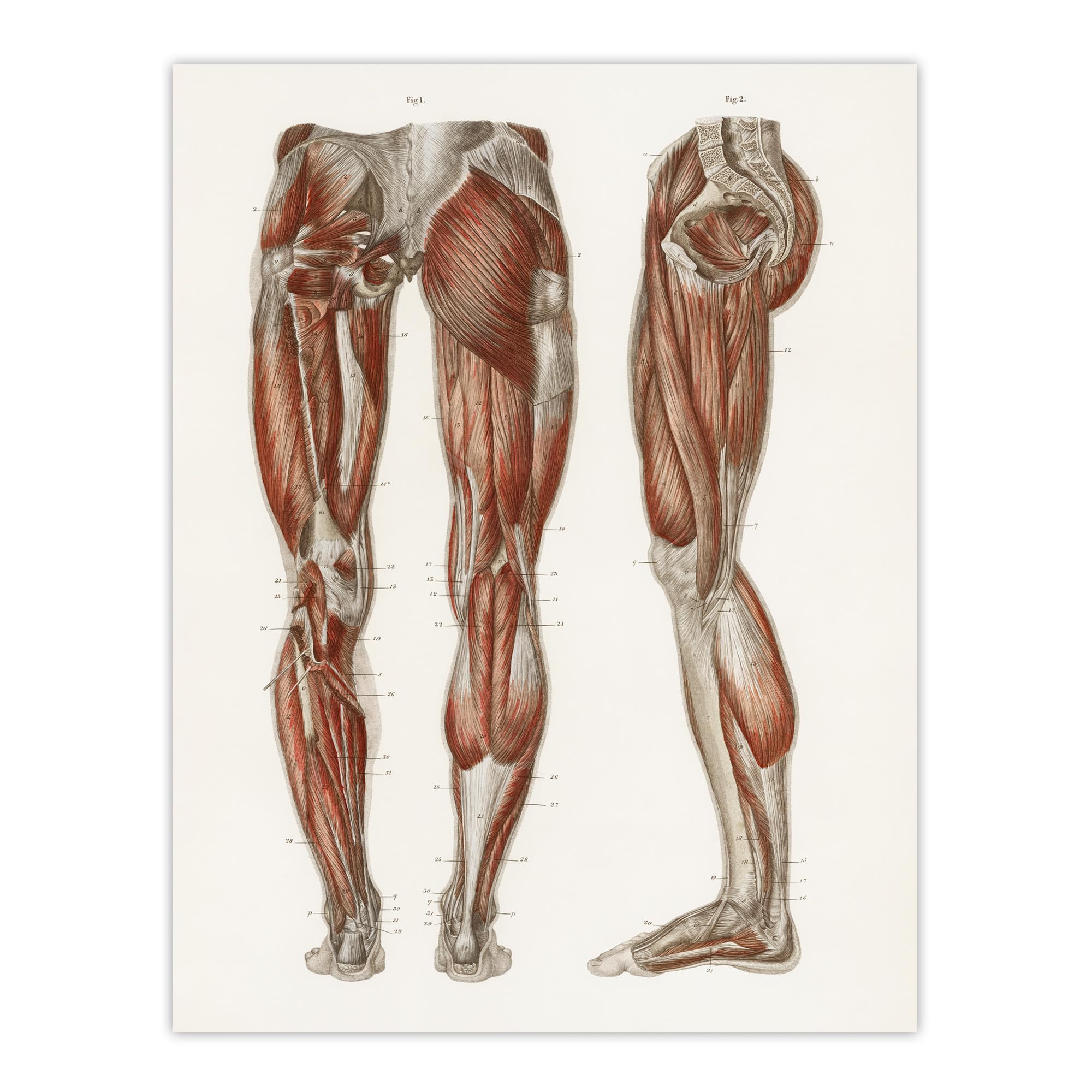 Artery8 Leg and Feet Muscle Anatomy Large Wall Art Poster Print 18X24 Inch Artwork By Carl Ernst Bock : Anatomical Wall Study Ideal For Studio Hallway Or Modern Home Office Educational Décor