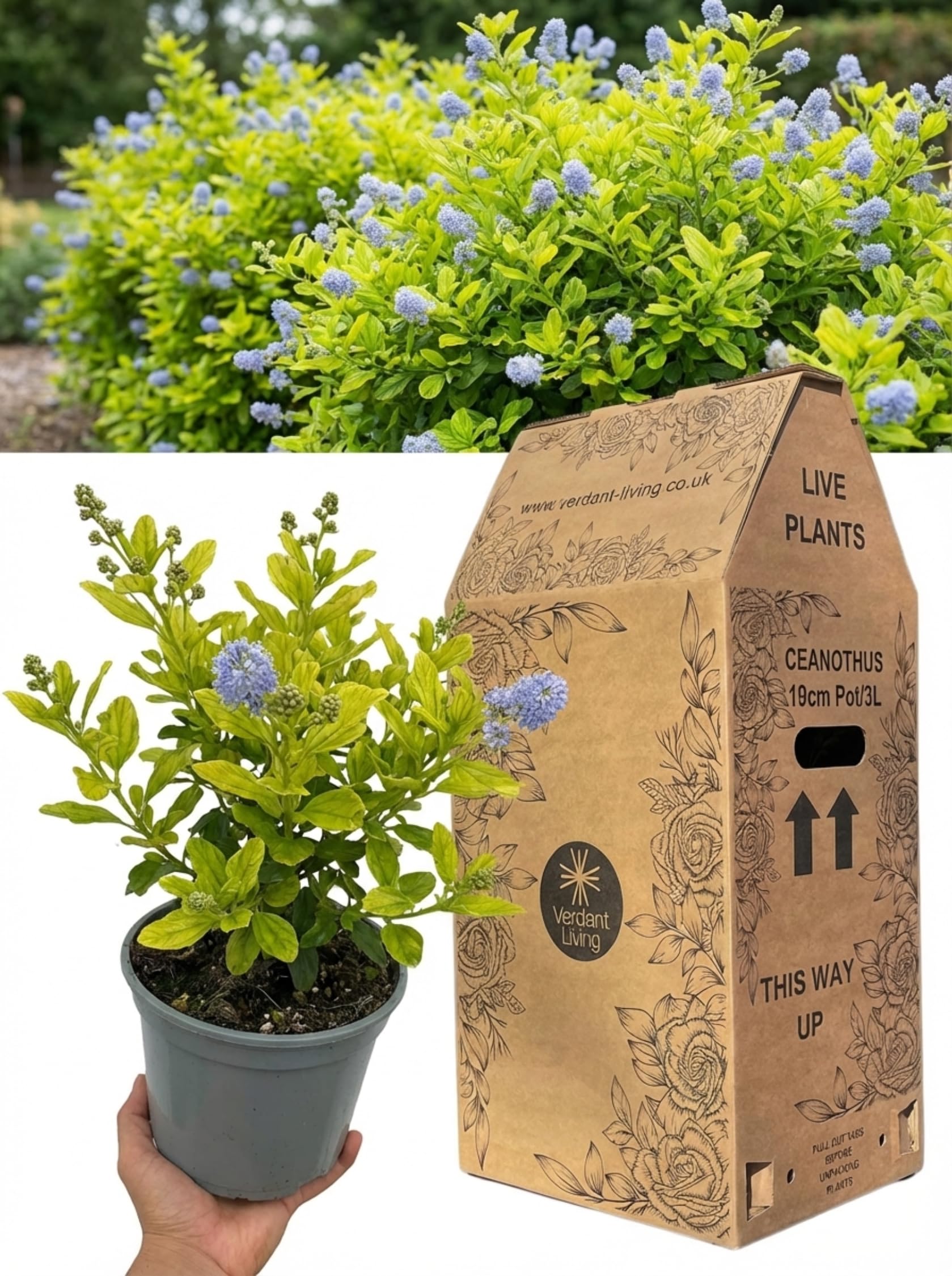 Ceanothus Thyrsiflorus Zanzibar Plant in 3Ltr Pot – Blue Flowering Evergreen Shrub, California Lilac for Gardens, Borders, Patio & Hedge – Hardy, Bee Friendly, Fast Growing, UK Garden Plants — image 1