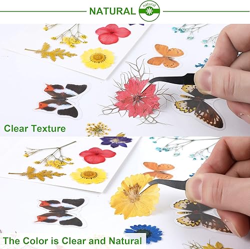 Miniatura 4 de Augshy Juego de flores secas prensadas reales con calcomanías transparentes de mariposa, calcomanías para álbumes de recortes, flores secas
