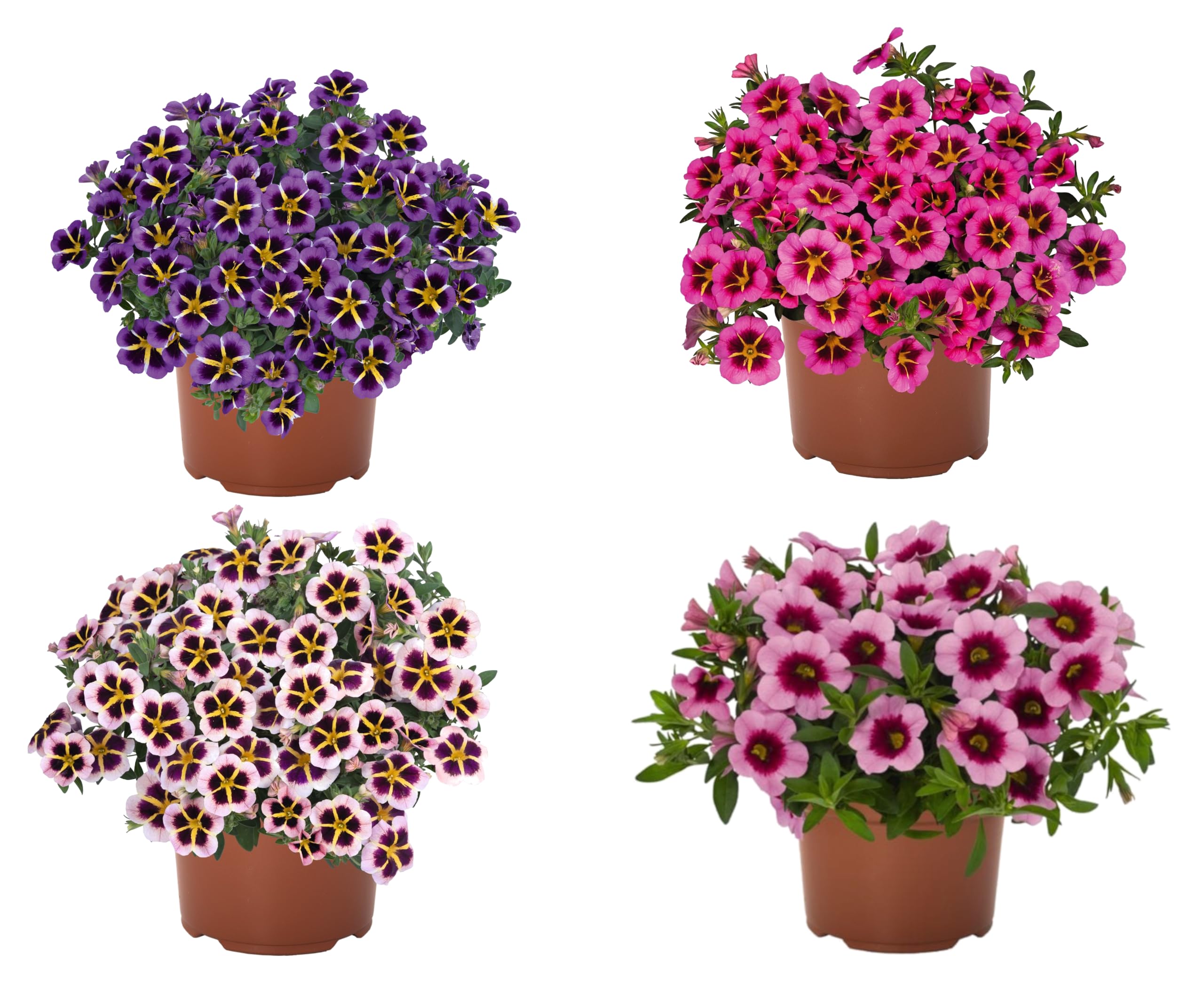 Pack de 4 Clibrachoa Naturales -Million Bells- Plantas con Pequeñas pero Numerosas Flores