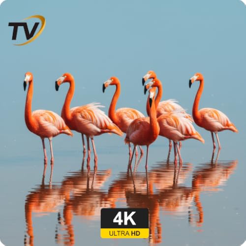 Image of Pink Paradise 4K – Flamingos & Beautiful Pink Screensavers TV