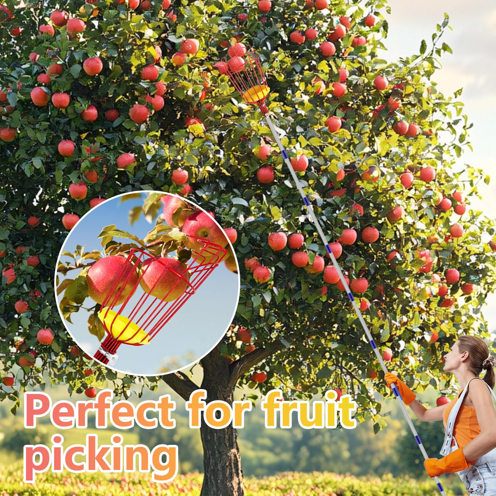 Strumento raccoglifrutta da 4,3 m, asta estensibile per raccogliere la frutta, con grande cesto avvitabile, lunghezza 2,3 m/3,3 m, regolabile in acciaio inox, attrezzi da giardinaggio per raccogliere