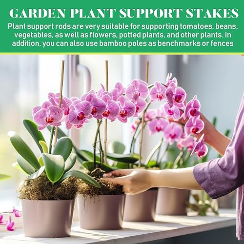 Miniatura 6 de Suclain 100 estacas de bambú para plantas de jardín, estacas de soporte para plantas de jardín para interiores y exteriores, escalada para tomates,