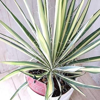 ユッカ 3本立ち 観葉植物 約150cm ユッカ 3本立ち 観葉植物 約150cm ユッカ 3本立ち 観葉植物 約150cm
