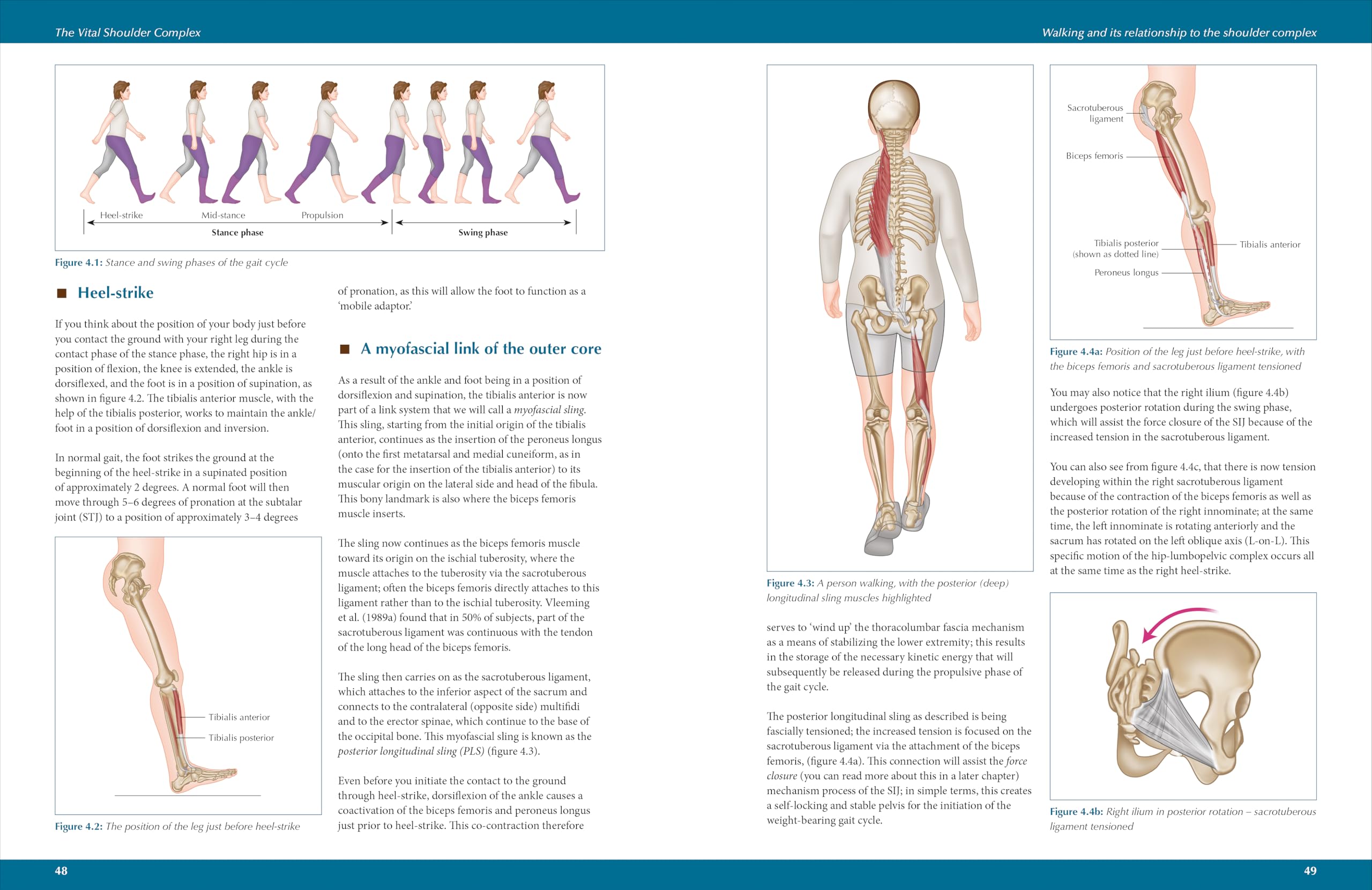 The Vital Shoulder Complex: An Illustrated Guide to Assessment, Treatment, and Rehabilitation